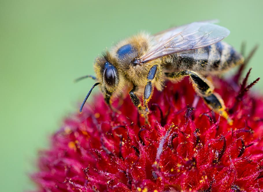 macro photography of honey bee on flower, insect, nature, pollination HD wallpaper