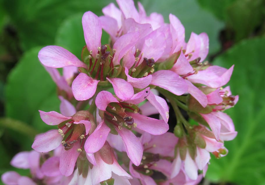 flower, nature, flowering plant, beauty in nature, freshness HD wallpaper