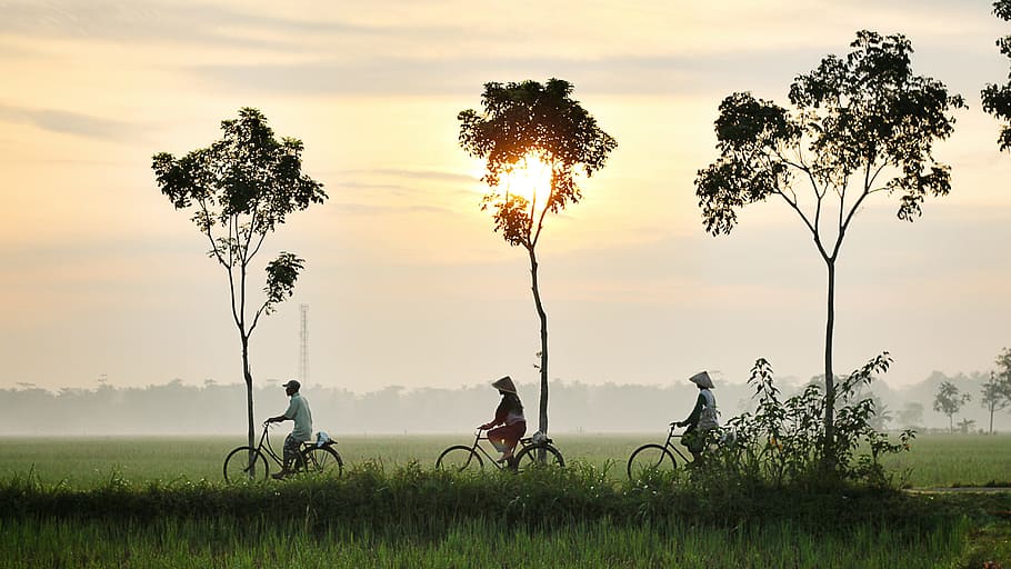 three person riding bikes on green grass field, three man riding on bike HD wallpaper