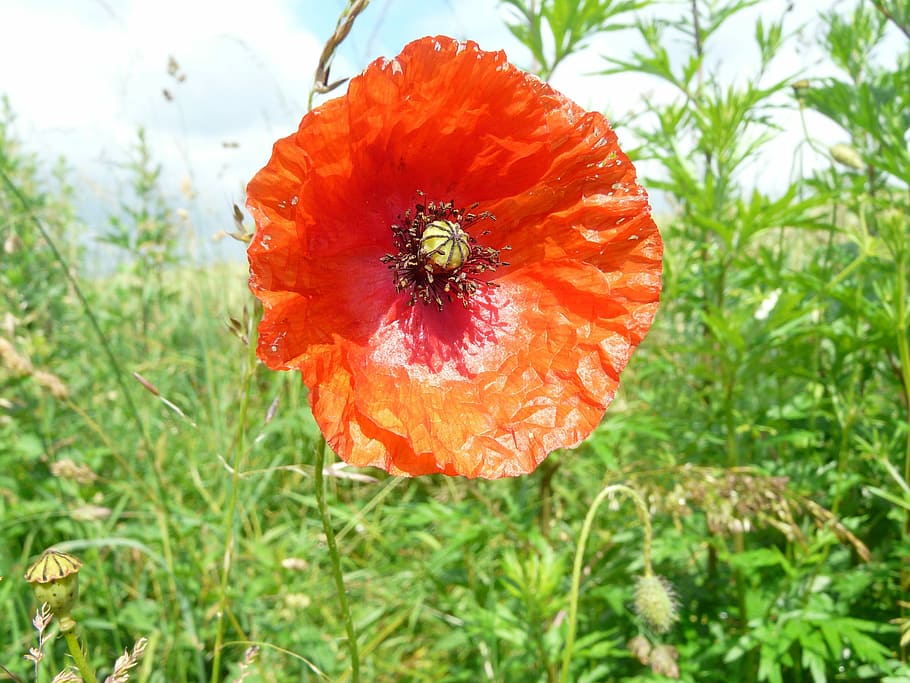 Poppy, Fields, Flowers, nature, plant, growth, grass, freshness HD wallpaper