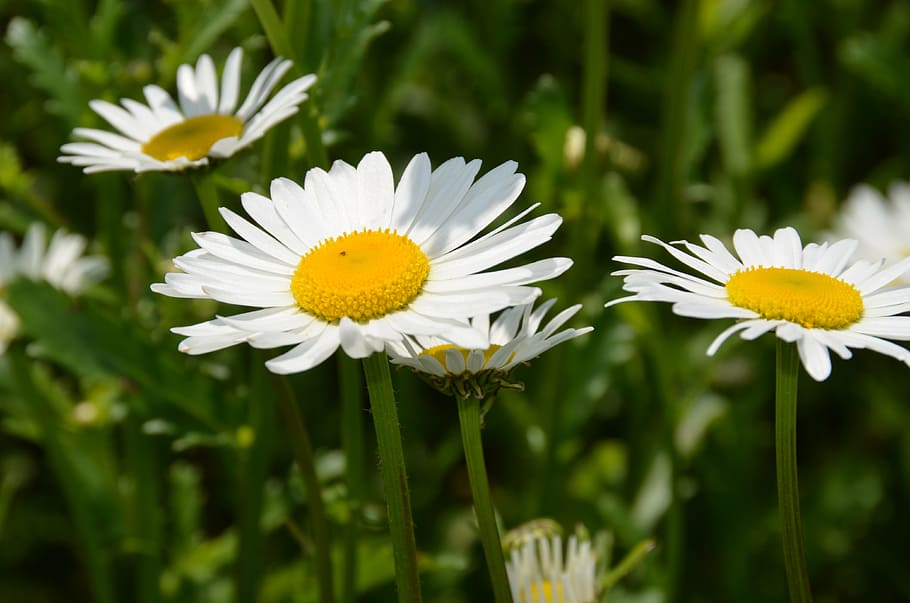 flower, blossom, bloom, meadow, spring, yellow, white, nature HD wallpaper