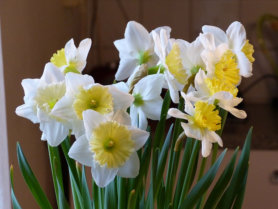 spring, flowers, white, yellow, colors, green, bulbs, flowering plant HD wallpaper