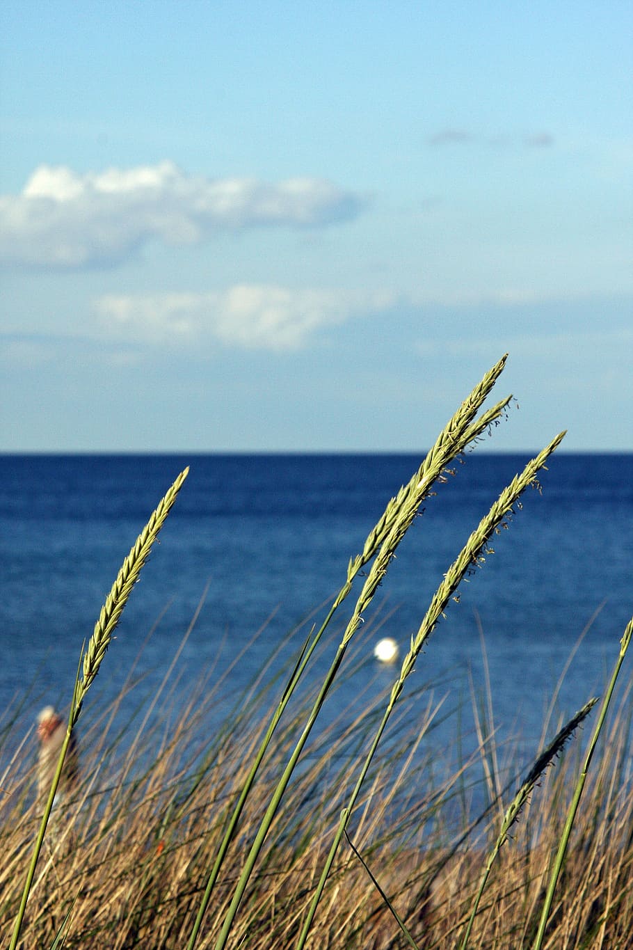 baltic sea, beach, clouds, blue, sky, plant, reed, water, nature HD wallpaper