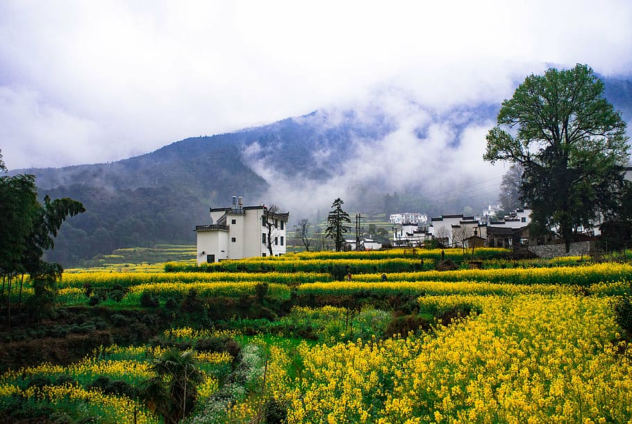 tea, leaf, farm, flower, china, garden, nature, plant, landscape HD wallpaper