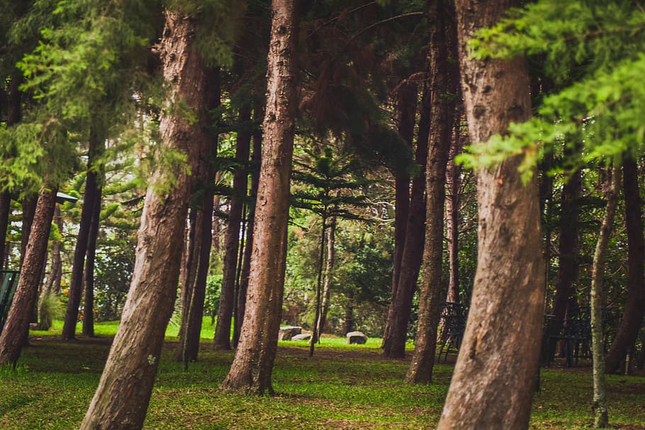 green leaf trees at daytime, forest, park, tilt, yard, tree trunk HD wallpaper