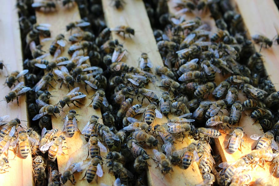 bee, hive, beekeeping, framework, large group of animals, food HD wallpaper
