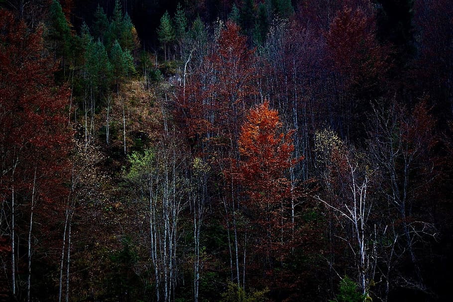 Forest, Trees, Nature, autumn, branch branches, forest path HD wallpaper