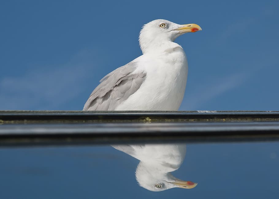 seagull, mirror, vain, bird, north sea, water, nature, mood HD wallpaper