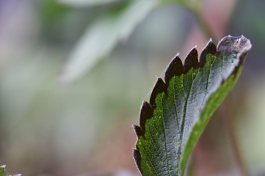 strawberry, disease, leaf blight, plant, plant part, close-up, HD wallpaper