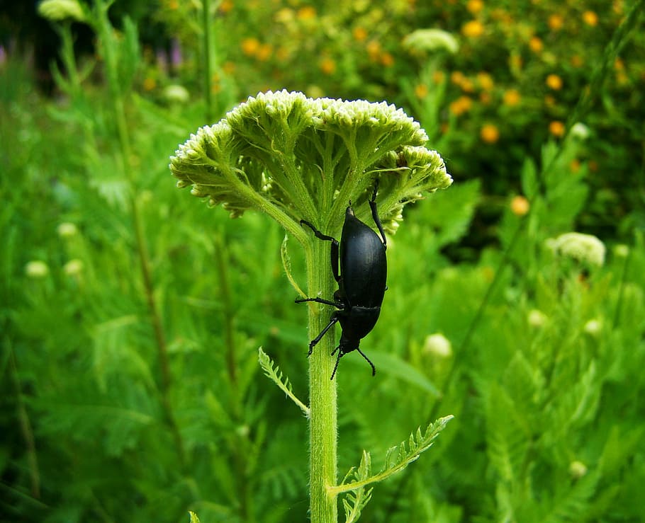 black beetle, insect, nature, plant, green color, growth, beauty in nature HD wallpaper