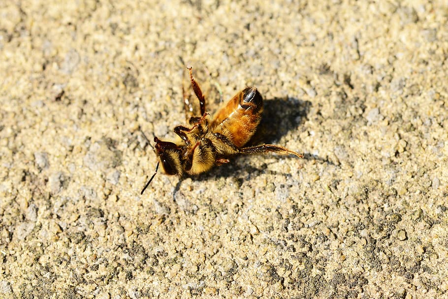 Honey Bee, Dying, Worker, Bee, Buckfast, close-up, macro, insect HD wallpaper