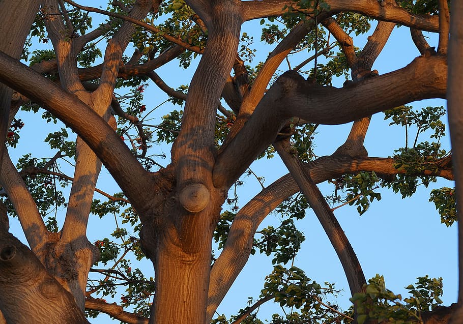 coral tree branches, nobody, horizontal, low angle view, plant HD wallpaper