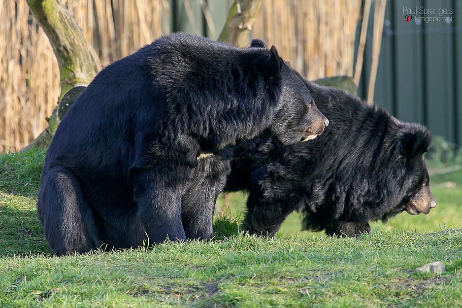two black bears on grass near tree, collar bear, zoo, animal themes HD wallpaper