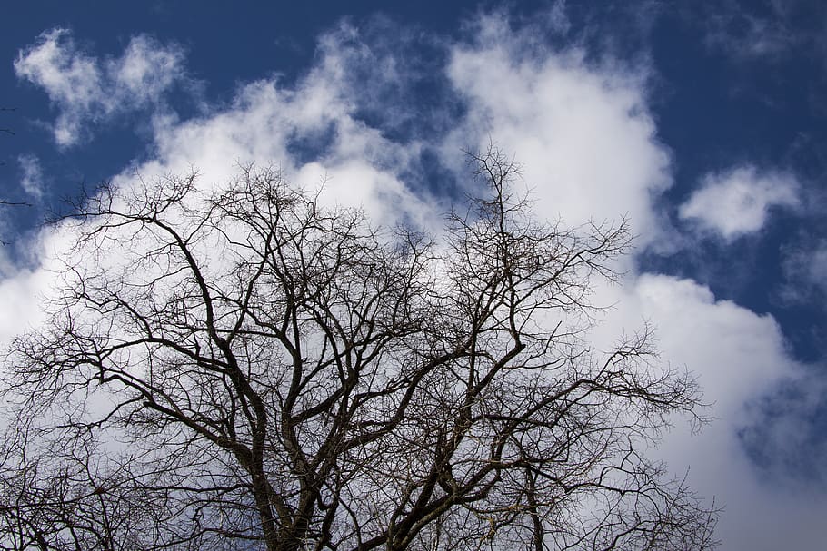 tree, clouds, sky, blue, silhouette, april, spring, cloud - sky HD wallpaper