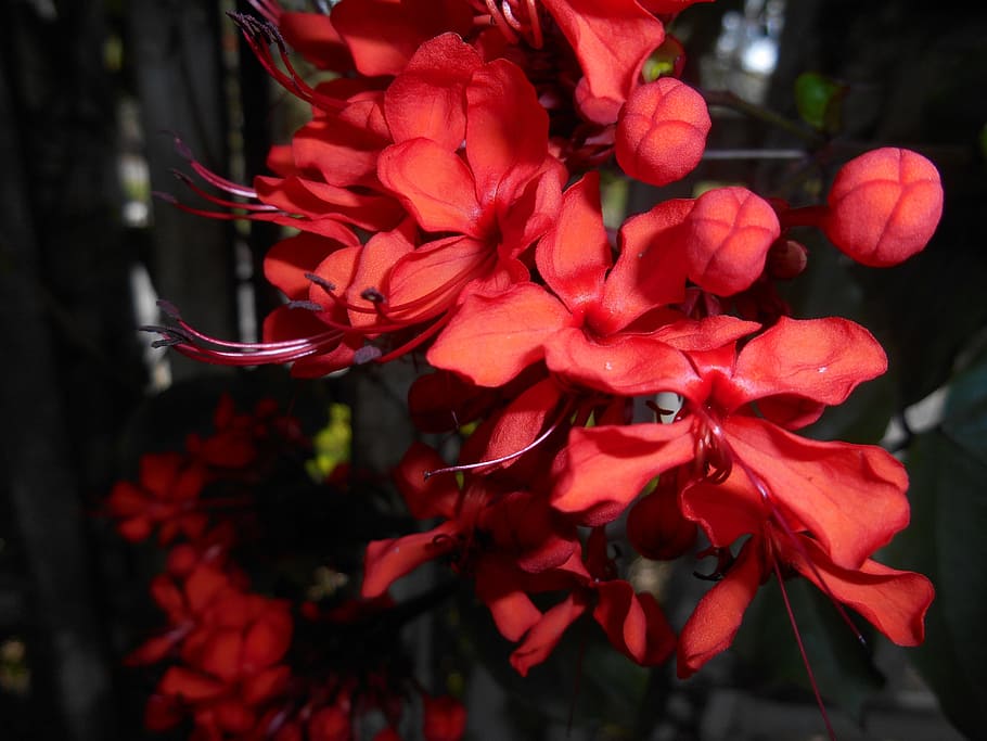 Flowers, Nature, red, petal, growth, beauty in nature, flowering plant HD wallpaper