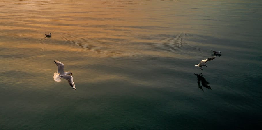 seagull, calm sea, tranquility, water, animal wildlife, animal themes HD wallpaper