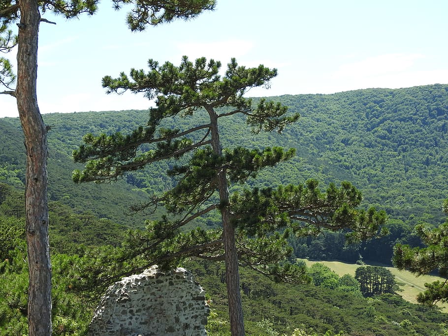 pine, pine forest, tree, outlook, plant, growth, beauty in nature HD wallpaper