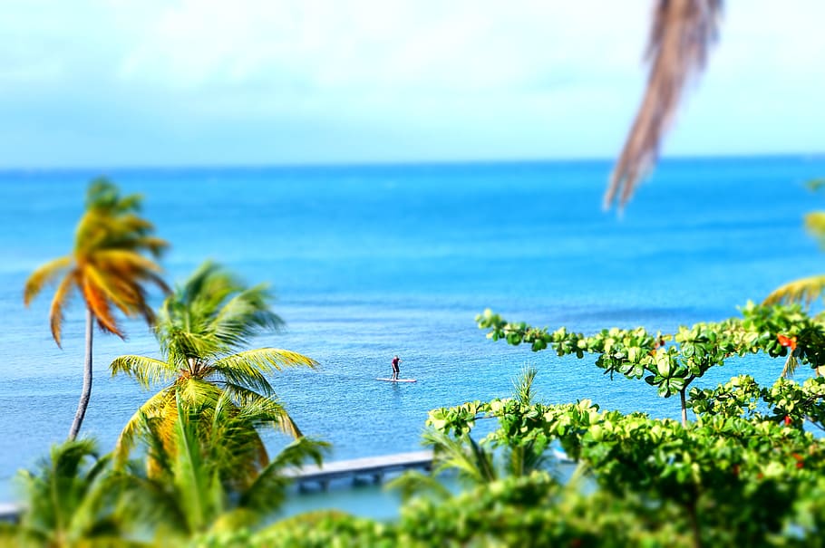 human on surfboard, water, palm tree, surfer, paddle, surf board HD wallpaper