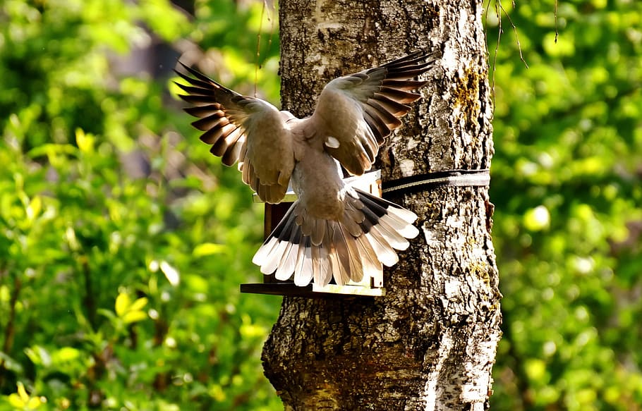 photography of gray bird on tree trunk, dove, approach, garden, HD wallpaper