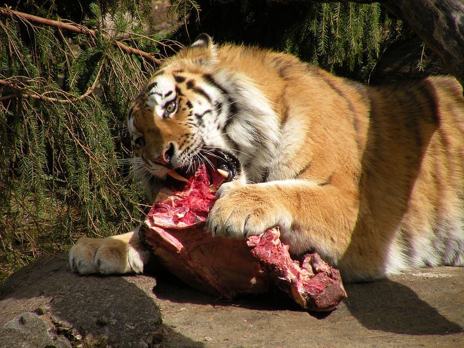 tiger, re, mat, meat, predators, animals, raw, fauna, wild fauna and flora HD wallpaper