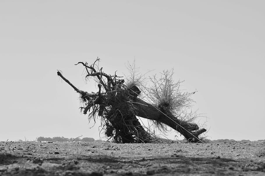 tree, wild, nature, dry, dead, sky, plant, clear sky, land HD wallpaper