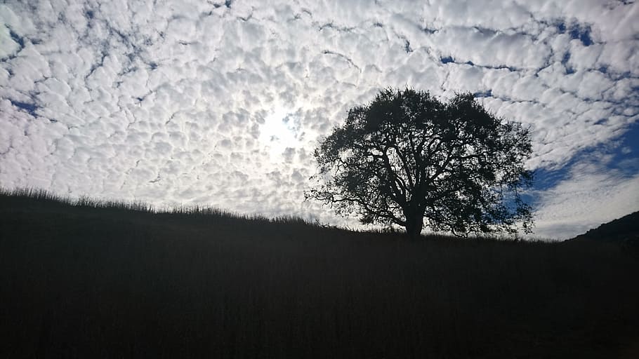 cloud, hill, tree, sky, cloud - sky, plant, beauty in nature HD wallpaper