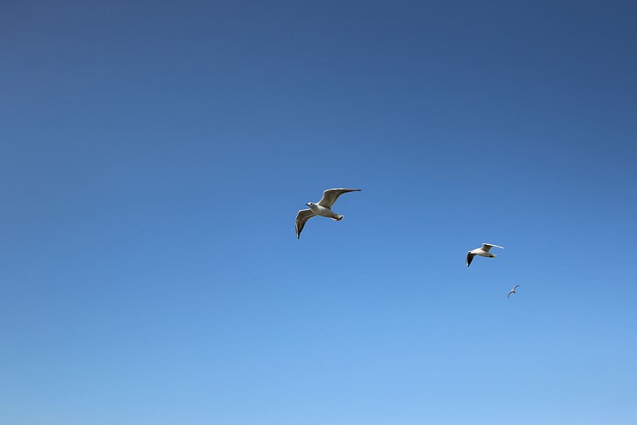 Seagull, Background, Blue Sky, Flight, wings, birds, fauna HD wallpaper
