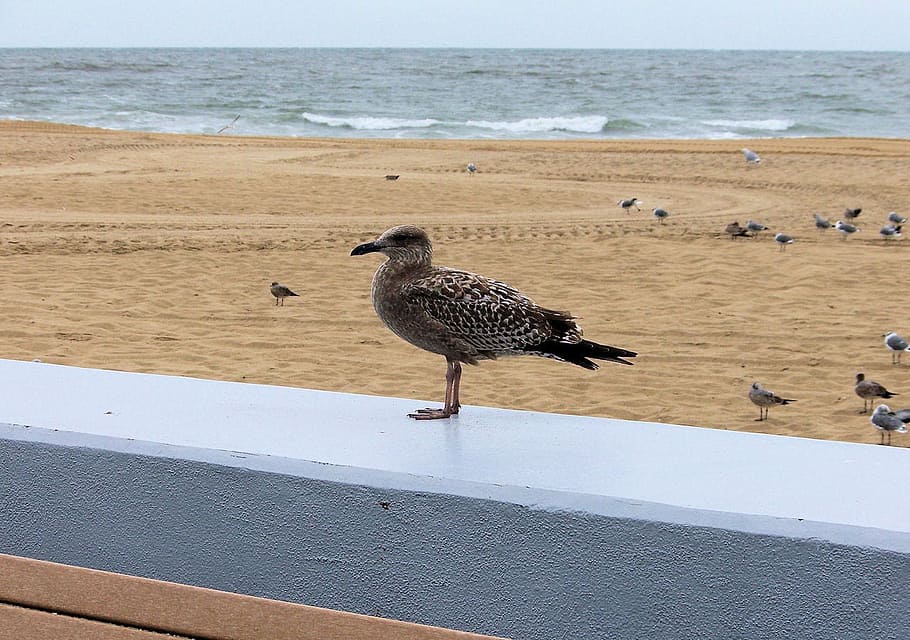gull, seagull, bird, perched, wall, shore, beach, nature, animal HD wallpaper