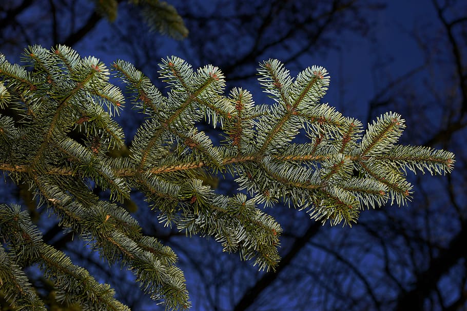 green leaf close-up photography, fir, tannenzweig, needles, branch, HD wallpaper