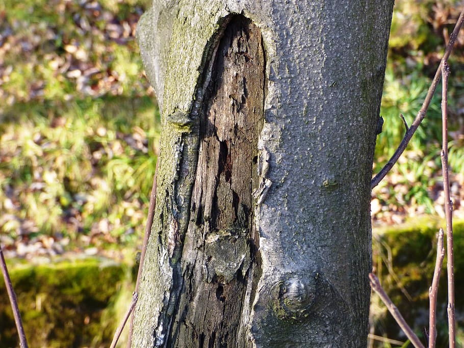 tree, konar, trunk, forest, nature, the bark, tree bough, the structure of the HD wallpaper