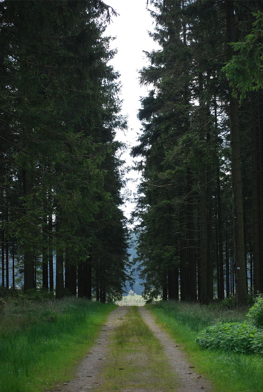 nature, forest, tree, walking path, road, coniferous trees HD wallpaper