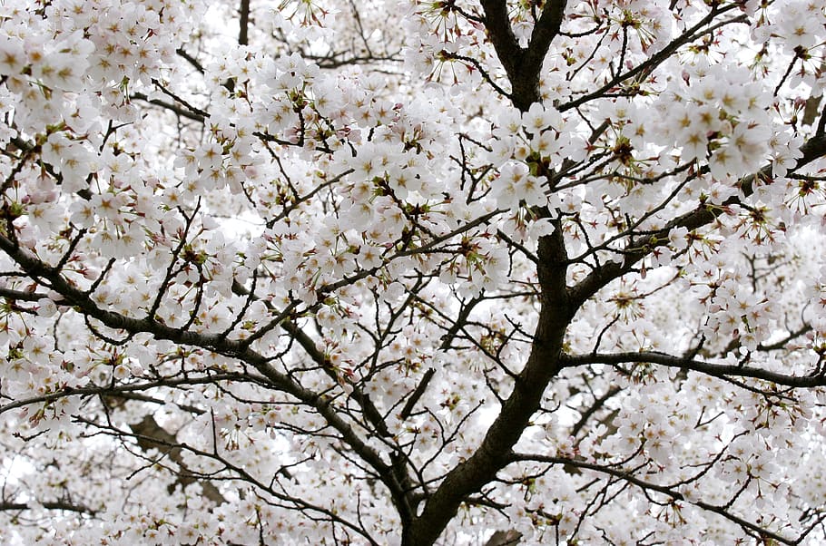 Tree, Branches, Flower, White, nature, springtime, cherry Blossom HD wallpaper