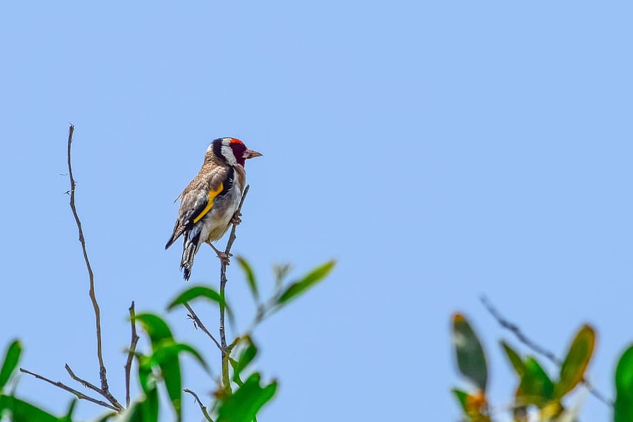 european goldfinch, bird, nature, wildlife, animal, birdwatching, HD wallpaper