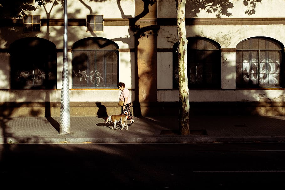 boy walking in the street with dog, woman in beige shirt walking with tan and white dog