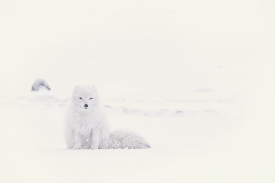 snow fox, winter, white, cold, weather, ice, nature, arctic HD wallpaper