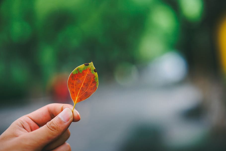 the leaves, leaf, natural, human hand, human body part, one person HD wallpaper