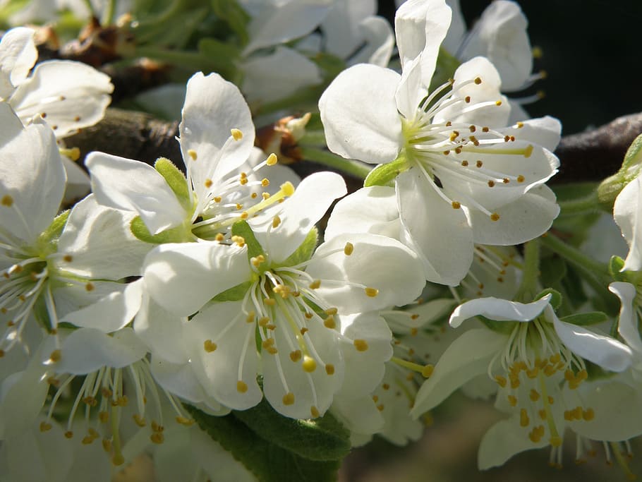 flowers, fruit tree, spring, white, flowering plant, fragility HD wallpaper