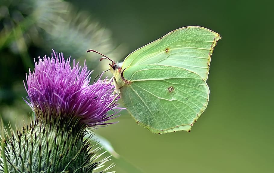 green butterfly perching on purple flower in selective focus photography HD wallpaper
