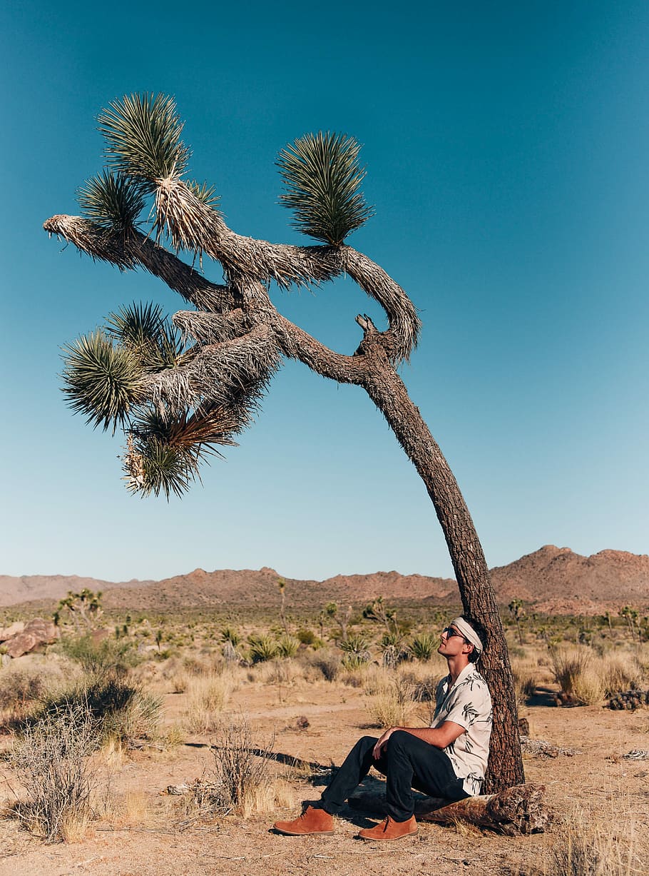 man resting on tree, man sitting on log, desert, joshua tree HD wallpaper