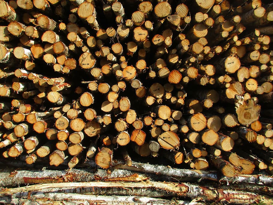 forestry, timber, wood, birch, birch cut down, buiding materials HD wallpaper