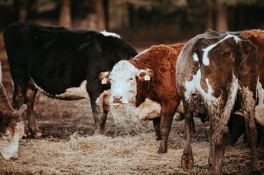 Cows grazing on a winters morning, herd of cattle eating grass photography HD wallpaper