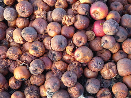 cider apples, windfall, apple rot, lazy, orchard, fruit, autumn HD wallpaper