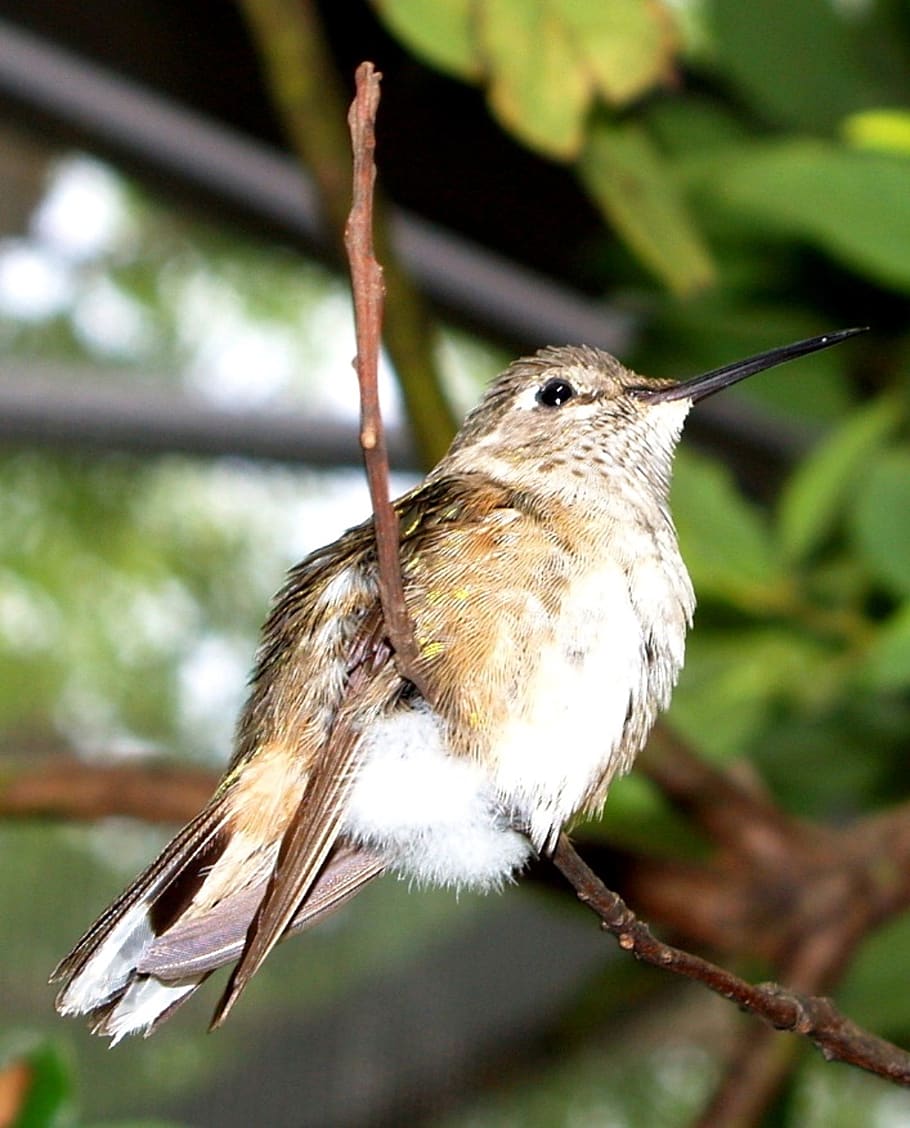bird, twig, close-up, tiny, feathers, bill, hummingbird, nature HD wallpaper