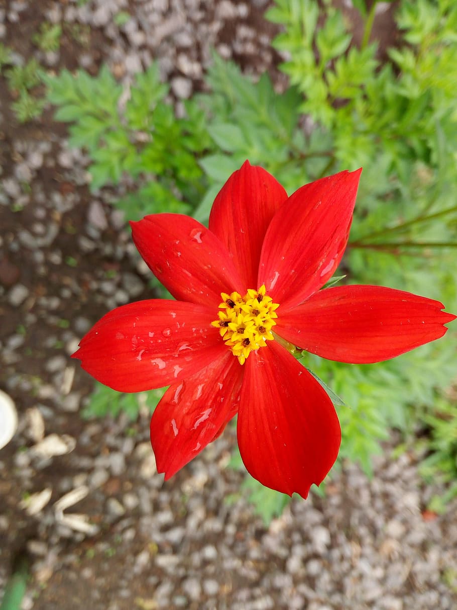 flower, red, flowering plant, beauty in nature, freshness, petal HD wallpaper