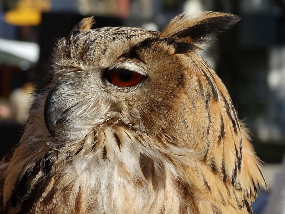 owl, brown, animal, bird, animal themes, close-up, one animal HD wallpaper