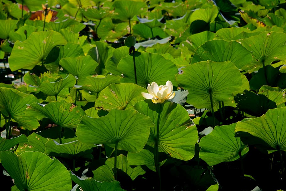 water lilly, lake, nature, pond, green, summer, flower, leaf, HD wallpaper