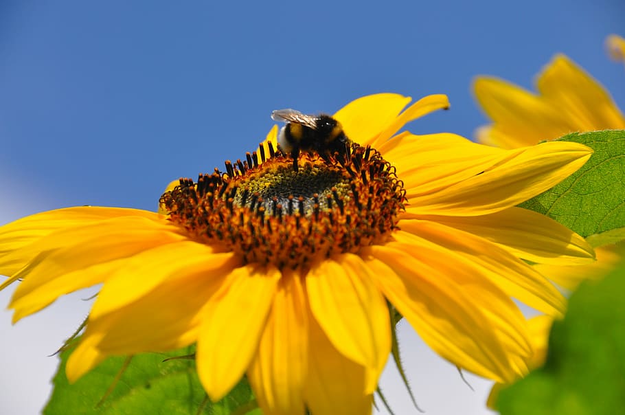 nature, insects, sunflower, bittern, bee, yellow, summer, pollination HD wallpaper