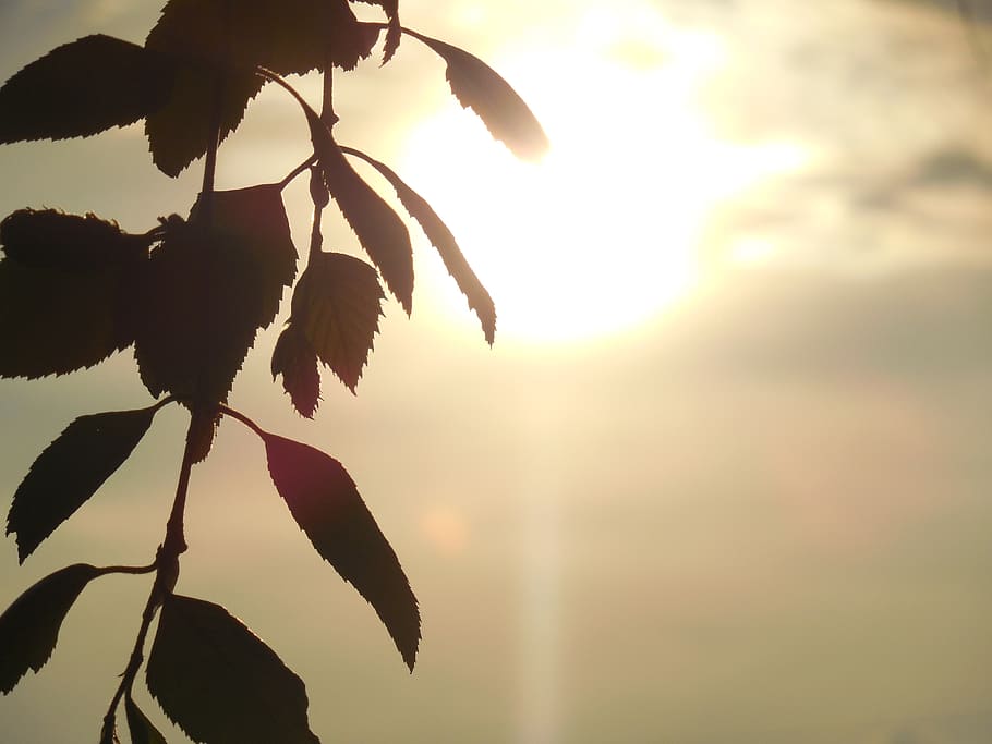 green leafed plant silhouette, wallpaper, background, design HD wallpaper