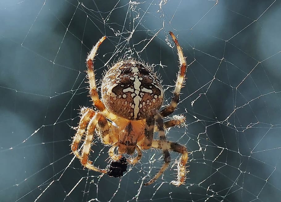 selective focus photography of araneus diadematus spider, insect HD wallpaper