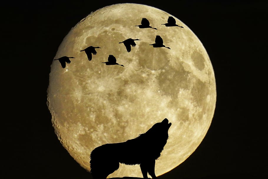 wolf howling painting, mystical, moon, full moon, birds, moonlight